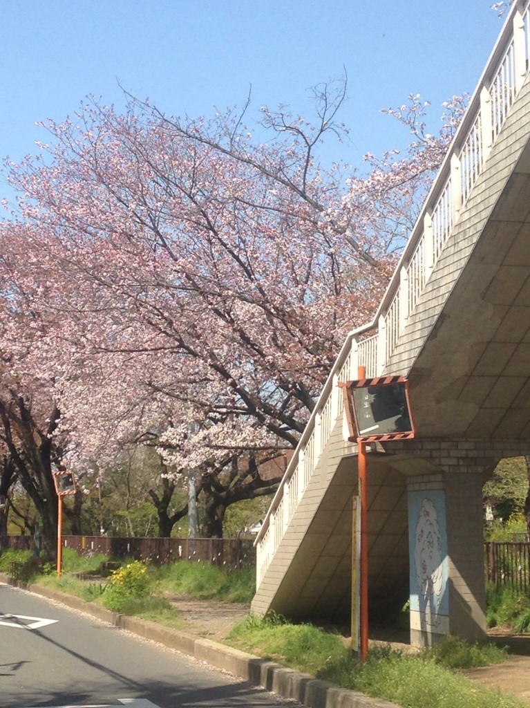 小金井公園入口の桜